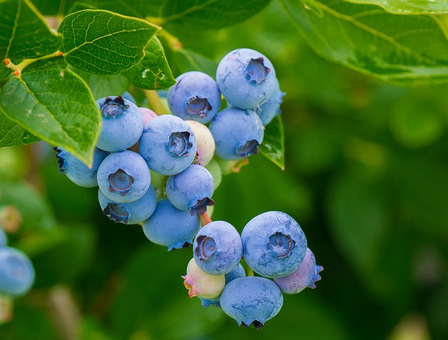 blueberries 3548239 640 1