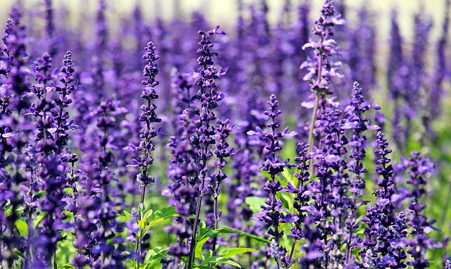 lavender 1507499 640