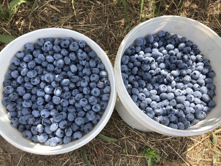 organic u pick blueberries grandmas portland