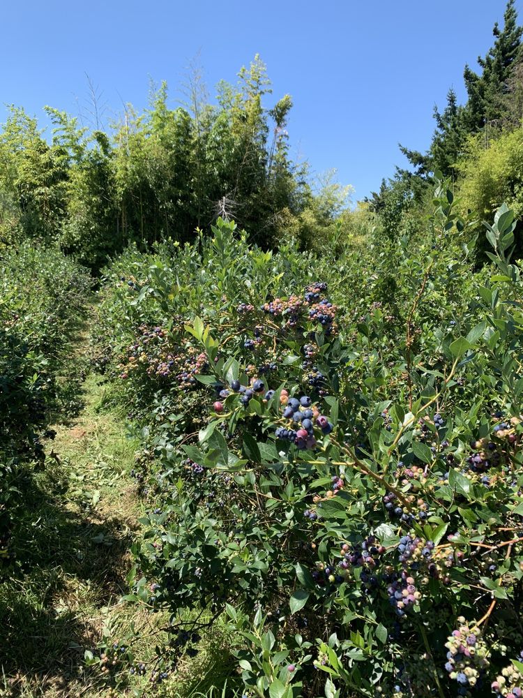 wilinda blueberry patch hood river