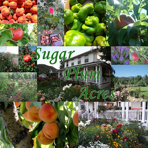 Sugar Plum Acres